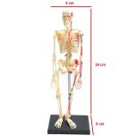 Esqueleto Muscular 46 Partes 