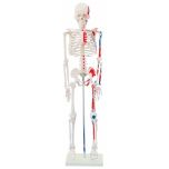 Esqueleto Humano 85 cm de Altura c/, Origens e Inserções Musculares e Haste