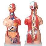 torso humano 85cm