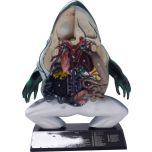 Anatomia do Sapo em Corte Coronal 