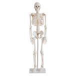 Esqueleto Humano 85cm com suporte COL 1102 Coleman
