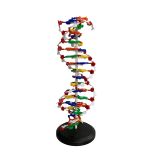 Dupla Helice DNA