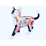 Anatomia do Gato - Modelo Anatômico - Quebra Cabeça
