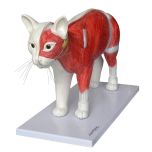Anatomia do gato em 3D