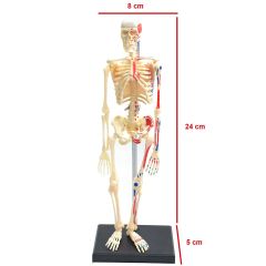 Esqueleto Muscular 46 Partes 