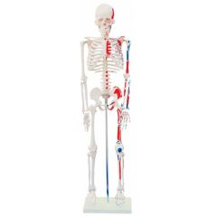 Esqueleto Humano 85 cm de Altura c/, Origens e Inserções Musculares e Haste