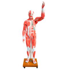Figura Muscular 175 cm