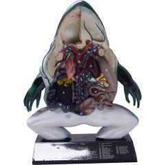 Anatomia do Sapo em Corte Coronal 