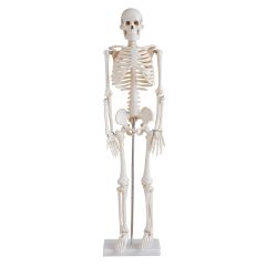 Esqueleto Humano 85cm com suporte COL 1102 Coleman