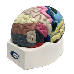 Cerebro colorido cortex