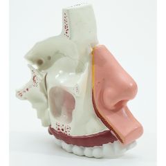 Nariz cavidade nasal