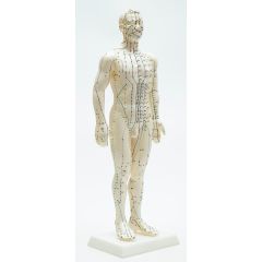 Modelo Masculino de Acupuntura