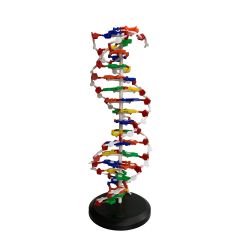 Dupla Helice DNA