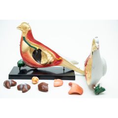 Anatomia do Pombo