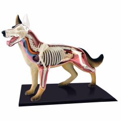Anatomia Quebra Cabeça do Cachorro com 29 peças