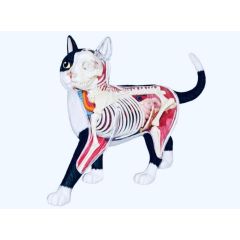 Anatomia do Gato - Modelo Anatômico - Quebra Cabeça