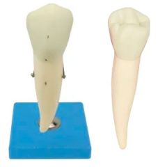 Dente Pré-molar Inferior com Raiz 