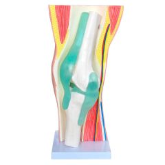 oelho com Articulação e Musculatura