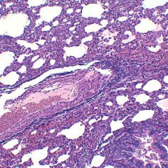 lamina de histologia