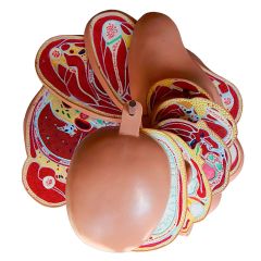 torso em disco