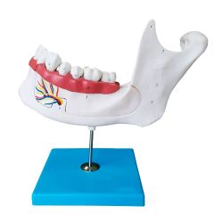 Anatomia do Dente