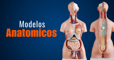 Modelos Anatômicos
